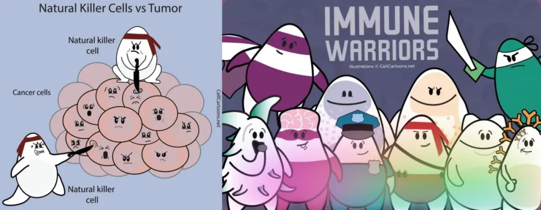NK Cells Immune Warriors