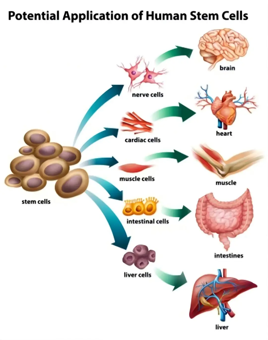 Human Stem Cells Potential Applications