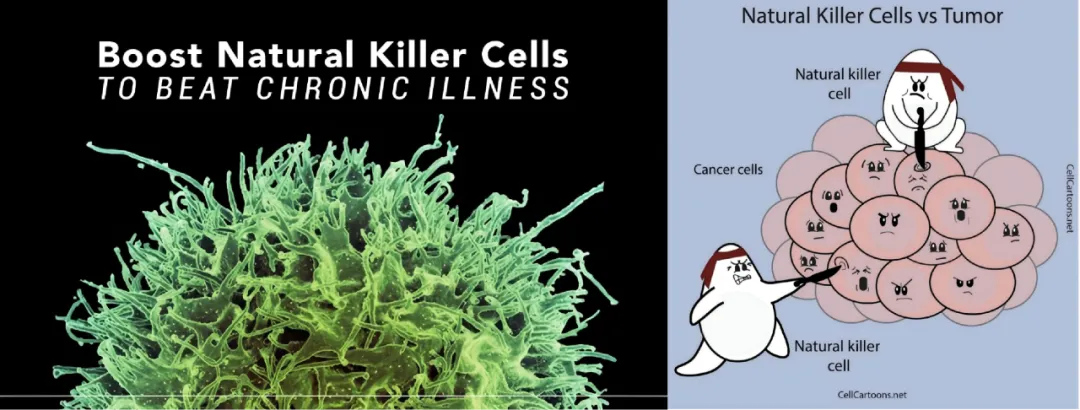 Natural Killer Cells Immune System